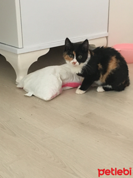 Tekir Kedi, Kedi  Lily fotoğrafı