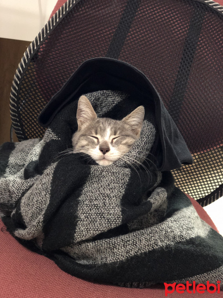 Tekir Kedi, Kedi  Miya fotoğrafı