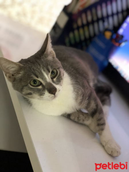 Tekir Kedi, Kedi  Miya fotoğrafı