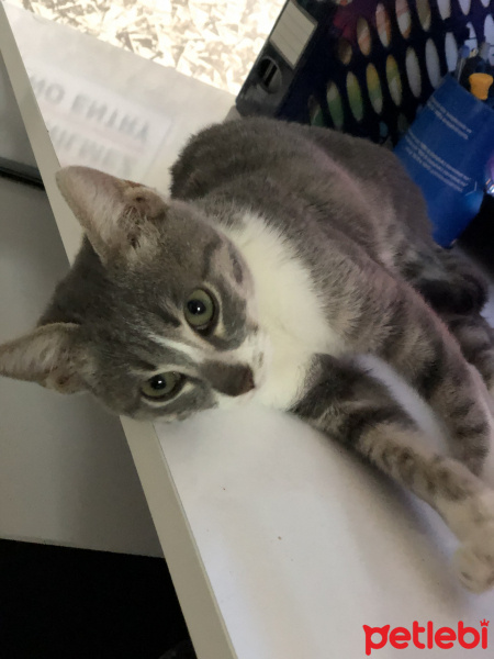 Tekir Kedi, Kedi  Miya fotoğrafı