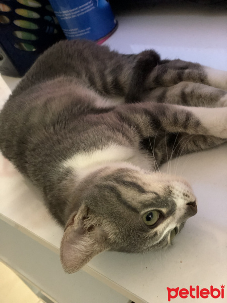 Tekir Kedi, Kedi  Miya fotoğrafı