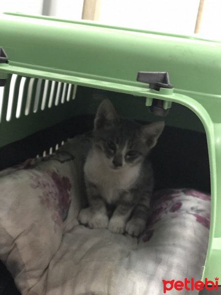 Tekir Kedi, Kedi  Miya fotoğrafı