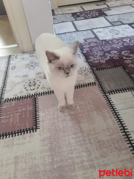 Scottish Fold, Kedi  MİYA fotoğrafı
