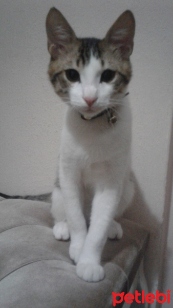 Tekir Kedi, Kedi  Çiğdem fotoğrafı