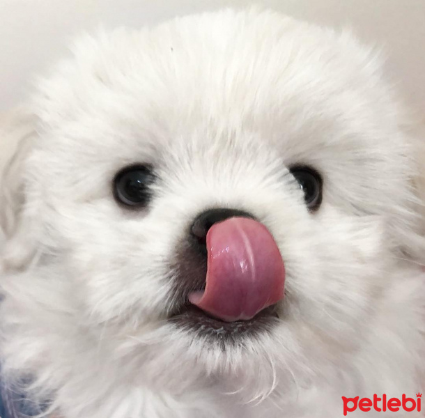 Maltese, Köpek  Cookie fotoğrafı