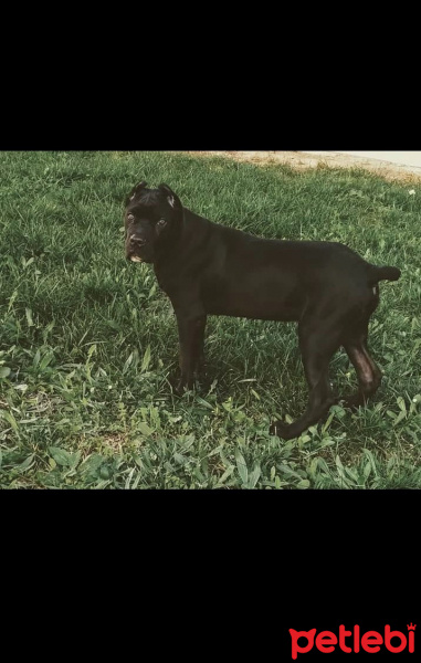 Cane Corso Italiano, Köpek  Odin fotoğrafı
