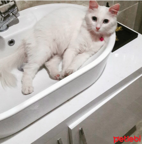 Chinchilla, Kedi  Pamiş fotoğrafı
