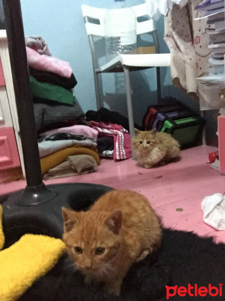 Tekir Kedi, Kedi  Küçük yavrular fotoğrafı