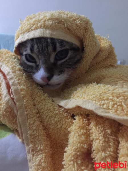Tekir Kedi, Kedi  Mary fotoğrafı