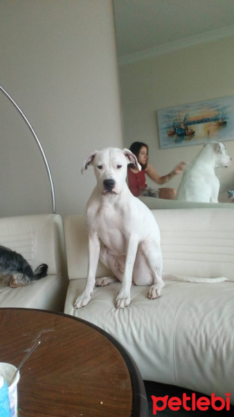 Dogo Arjantin, Köpek  Ivanın bebeği fotoğrafı