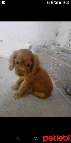 İngiliz Cocker Spaniel, Köpek  Tarçın fotoğrafı