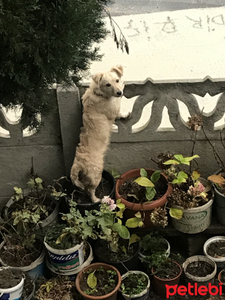 Jack Russell Terrier, Köpek  Boncuk fotoğrafı