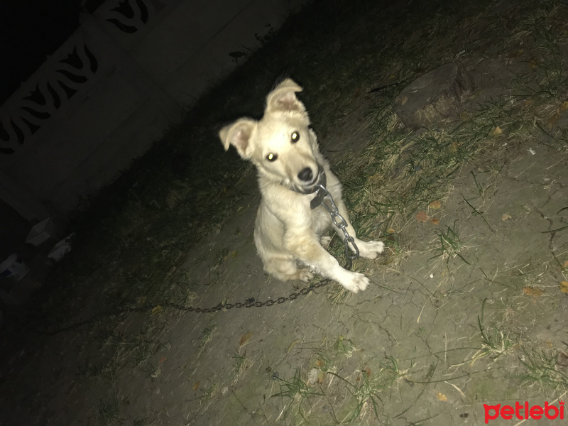 Jack Russell Terrier, Köpek  Boncuk fotoğrafı