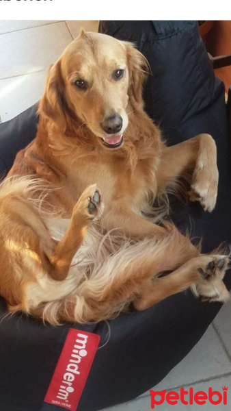 Golden Retriever, Köpek  melo fotoğrafı