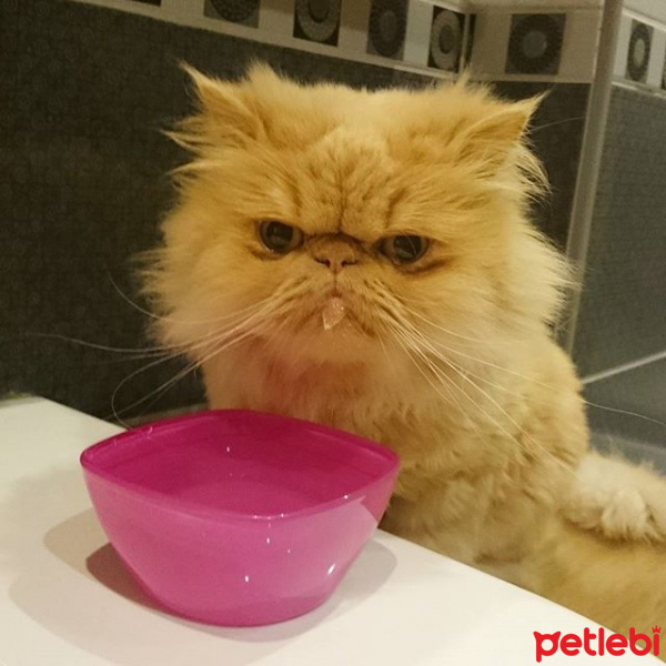 İran Kedisi (Persian), Kedi  bade fotoğrafı