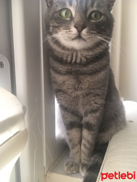 Tekir Kedi, Kedi  Olum fotoğrafı