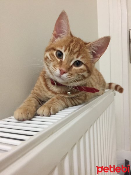 Sarman, Kedi  woody fotoğrafı