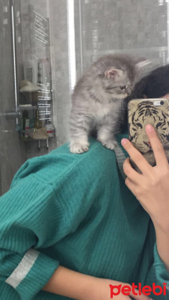 Chinchilla, Kedi  Pera fotoğrafı