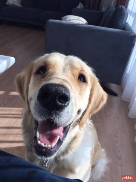 Golden Retriever, Köpek  Köpük fotoğrafı