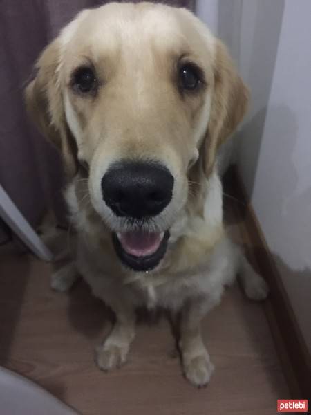 Golden Retriever, Köpek  Köpük fotoğrafı