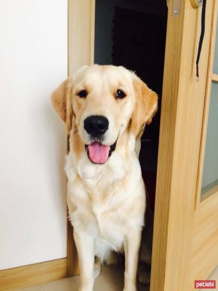 Golden Retriever, Köpek  Köpük fotoğrafı