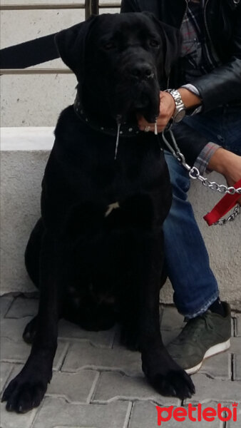 Cane Corso Italiano, Köpek  Zeytin fotoğrafı