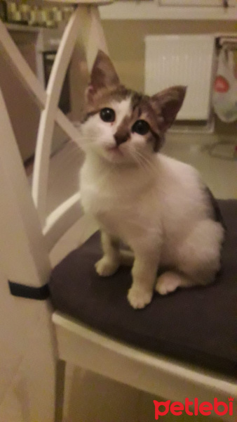 Tekir Kedi, Kedi  Kerata fotoğrafı