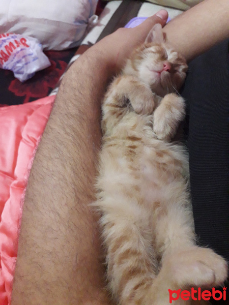 Tekir Kedi, Kedi  Pati fotoğrafı