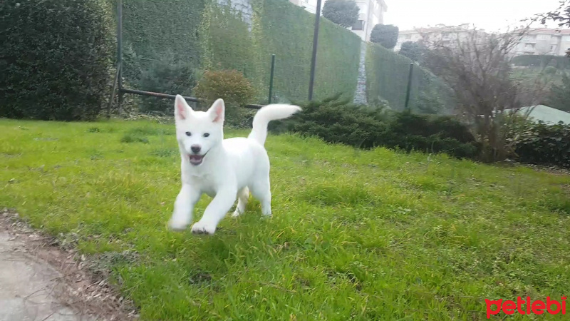 Akita İnu, Köpek  Maya fotoğrafı
