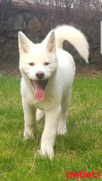 Akita İnu, Köpek  Maya fotoğrafı