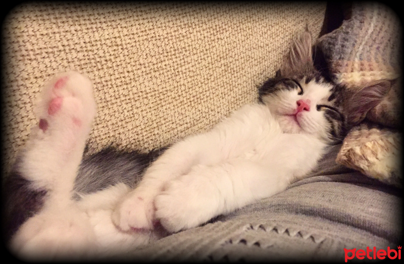 Tekir Kedi, Kedi  Roka fotoğrafı