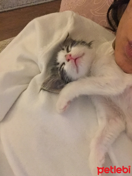 Tekir Kedi, Kedi  Roka fotoğrafı