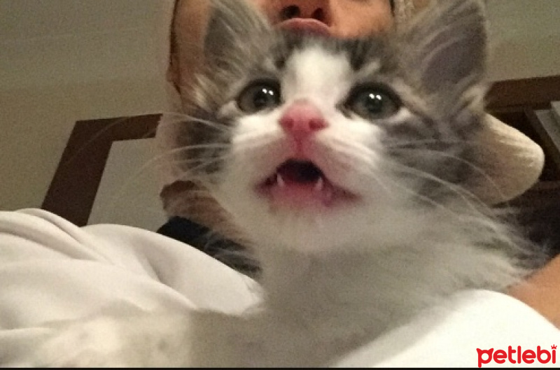 Tekir Kedi, Kedi  Roka fotoğrafı