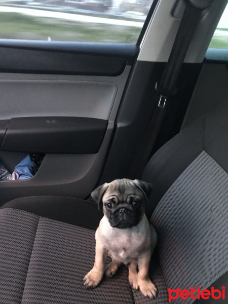 Pug, Köpek  tobby fotoğrafı