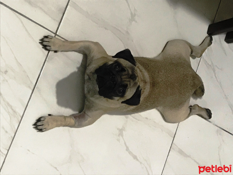 Pug, Köpek  tobby fotoğrafı