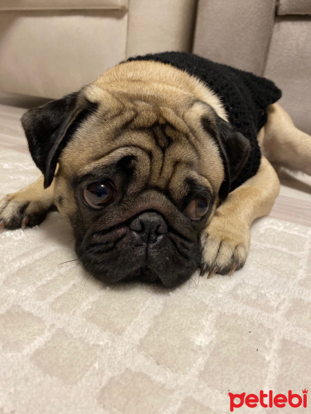 Pug, Köpek  tobby fotoğrafı