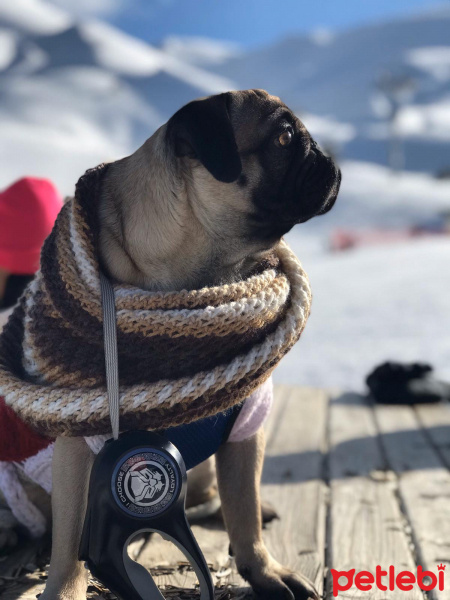 Pug, Köpek  tobby fotoğrafı