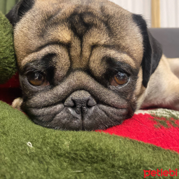 Pug, Köpek  tobby fotoğrafı