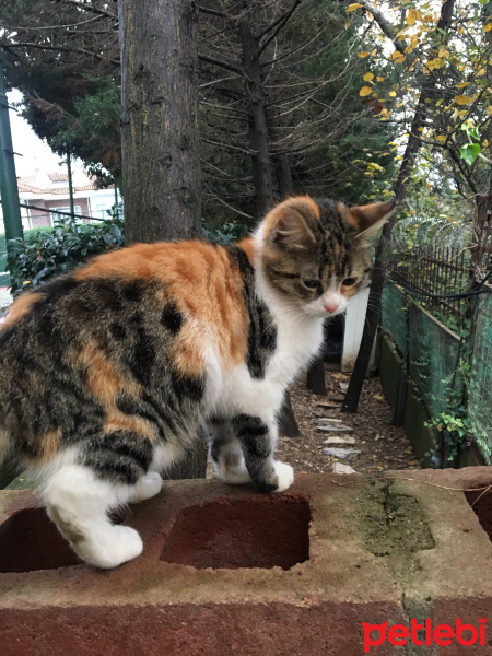 Tekir Kedi, Kedi  Kaymak fotoğrafı