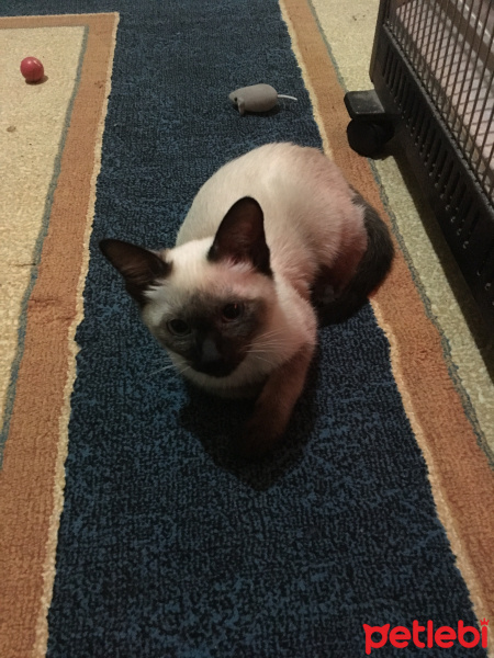 Siyam Kedisi, Kedi  Şerafettin(Şero) fotoğrafı