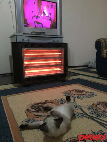 Siyam Kedisi, Kedi  Şerafettin(Şero) fotoğrafı