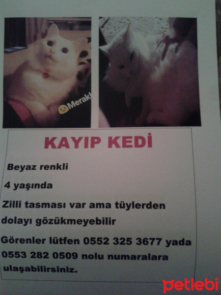 Ankara Kedisi, Kedi  pamuk fotoğrafı