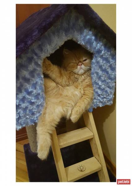 İran Kedisi (Persian), Kedi  Persie fotoğrafı