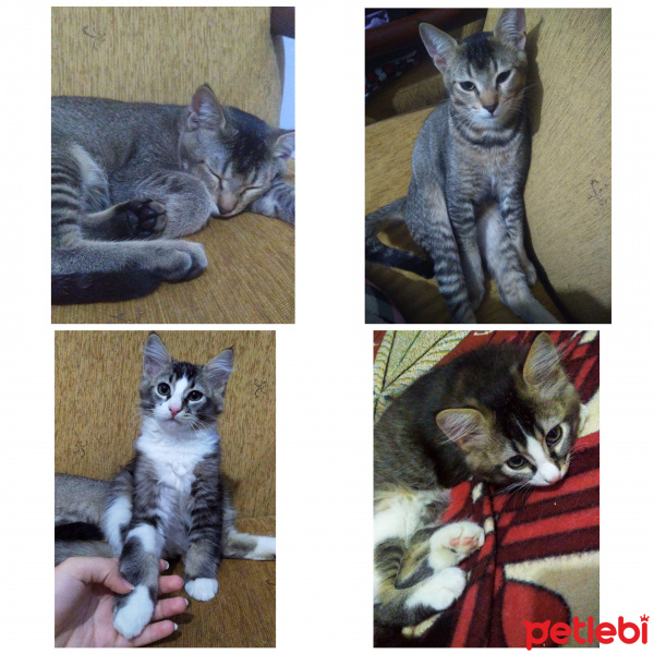 Tekir Kedi, Kedi  Cumali ve Cemalettin fotoğrafı