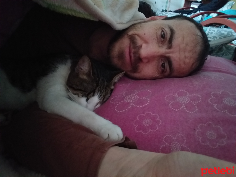 Tekir Kedi, Kedi  Gazoz fotoğrafı