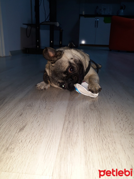 Pug, Köpek  Mira fotoğrafı