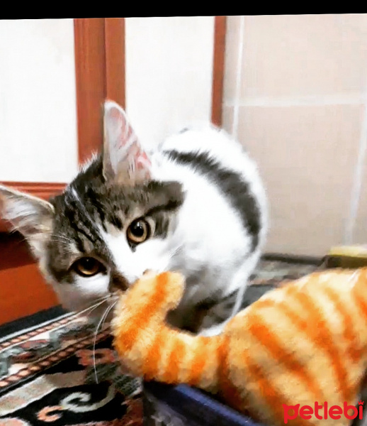 Soke, Kedi  Prenses fotoğrafı