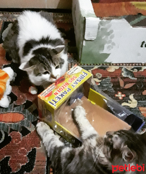 Soke, Kedi  Prenses fotoğrafı