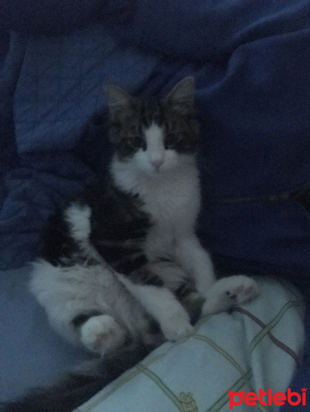 Norwegian Forest, Kedi  Cookie fotoğrafı