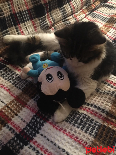 Norwegian Forest, Kedi  Cookie fotoğrafı